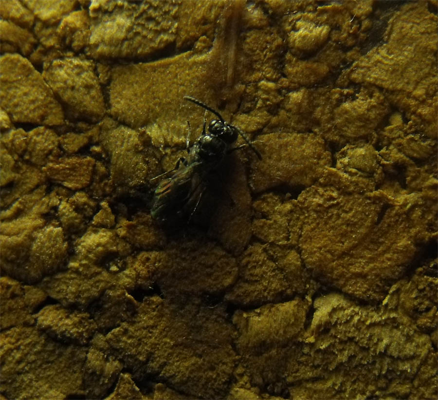 Vespina romana: Psenulus sp. (Crabronidae)